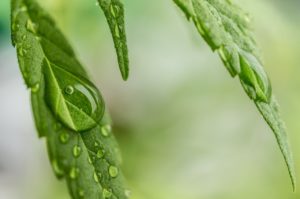 Use Medical Marijuana Boulder to Get Rid of Various Diseases