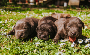 puppies