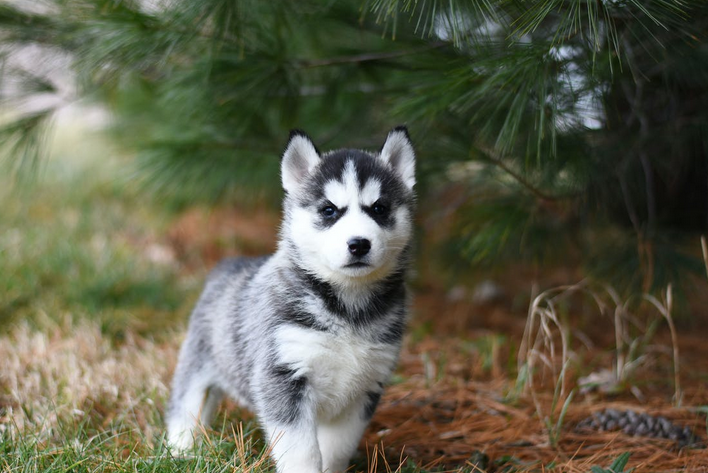 husky